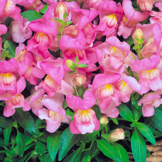 Antirrhinum F1 Appeal Pink Bedding Plants