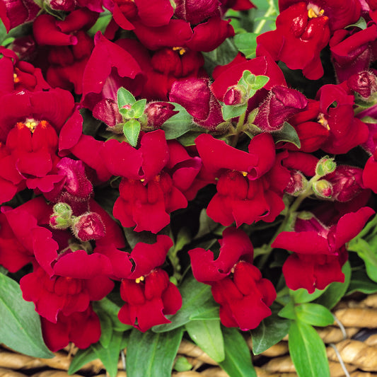 Antirrhinum F1 Appeal Red Bedding Plants