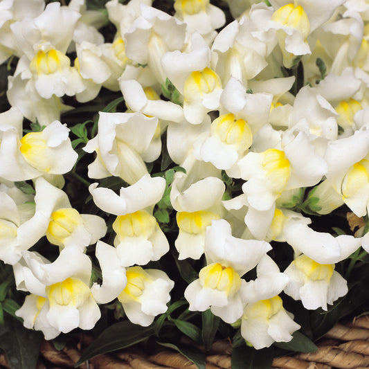 Antirrhinum F1 Appeal White Bedding Plants