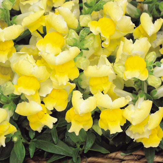 Antirrhinum F1 Appeal Yellow Bedding Plants