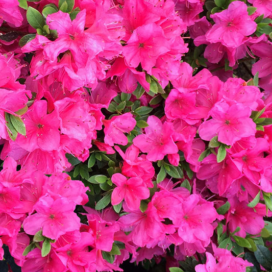 Azalea 'Anne Frank'