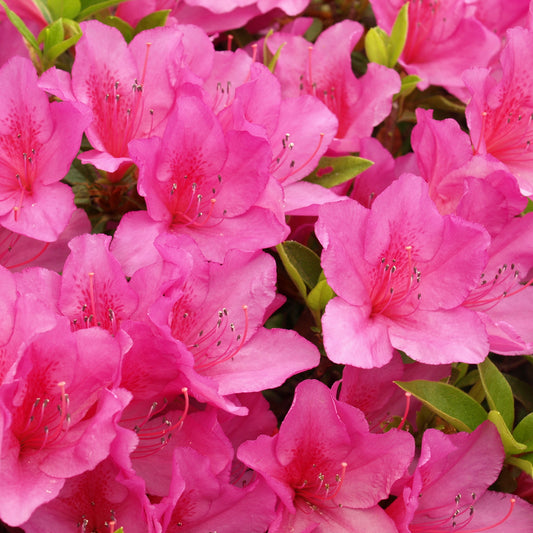 Azalea 'Anouk'