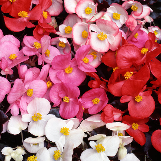 Begonia F1 Devil Mixed Bedding Plants