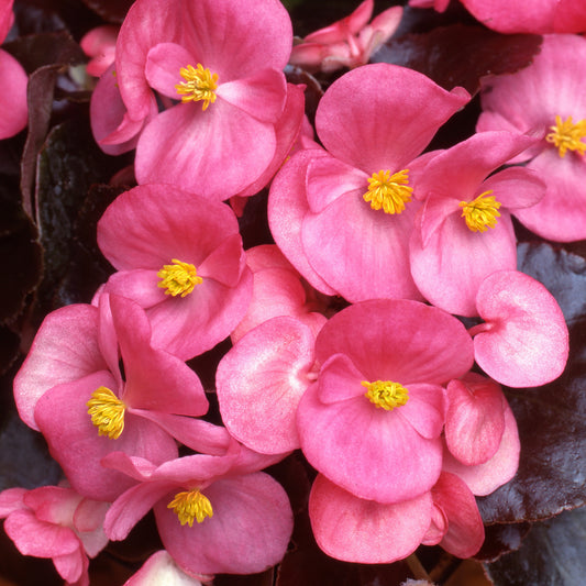 Begonia F1 Devil Pink Bedding Plants