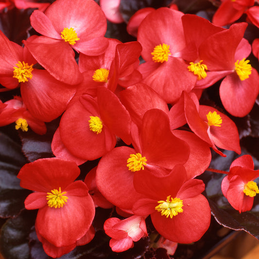 Begonia F1 Devil Red Bedding Plants