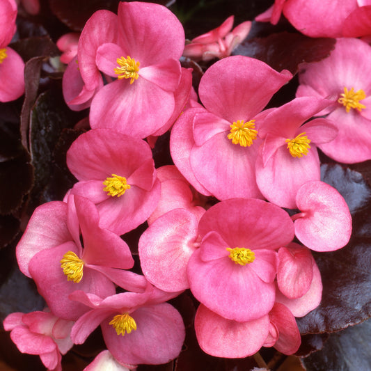 Begonia F1 Devil Rose Bedding Plants