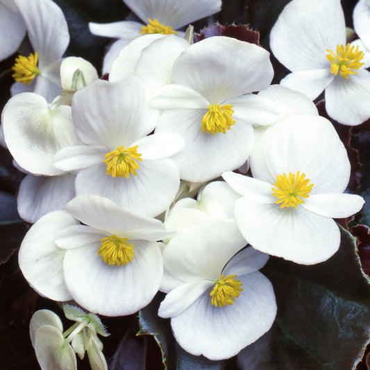 Begonia F1 Devil White Bedding Plants