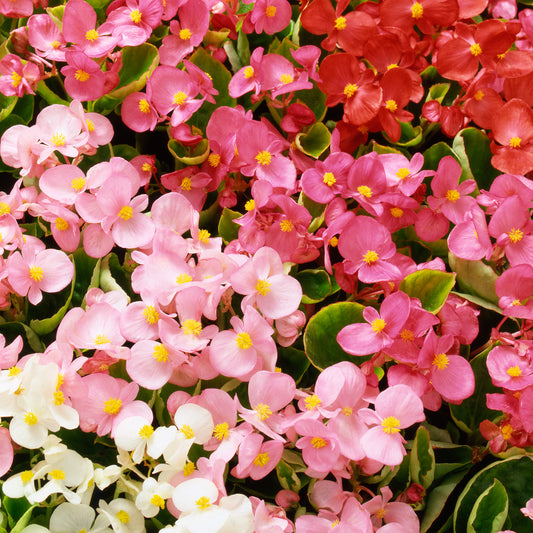 Begonia F1 Heaven Mixed Bedding Plants