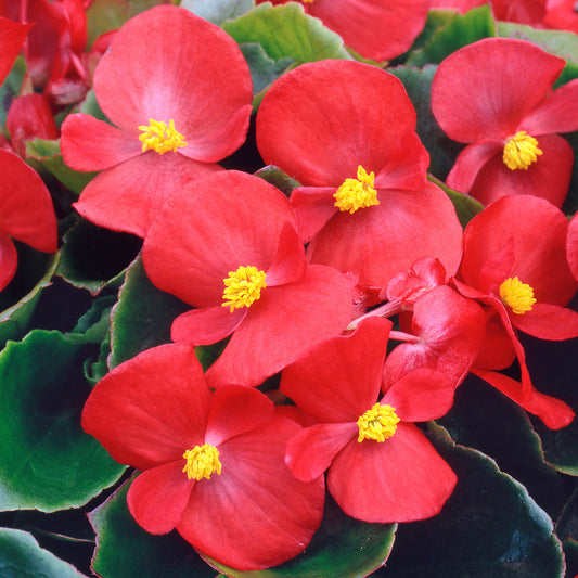 Begonia F1 Heaven Red Bedding Plants