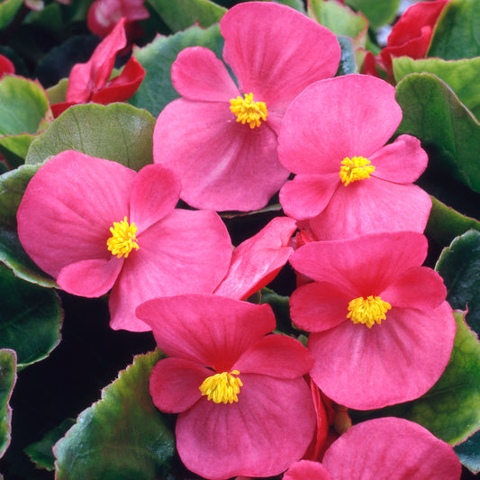 Begonia F1 Heaven Rose Bedding Plants