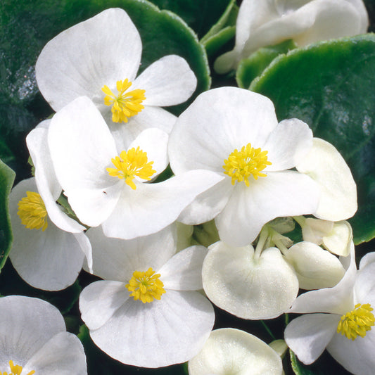 Begonia F1 Heaven White Bedding Plants