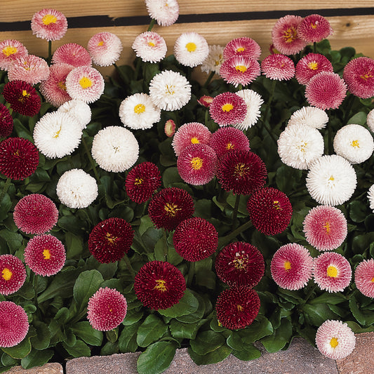 Bellis Bellisima Mixed Bedding Plants