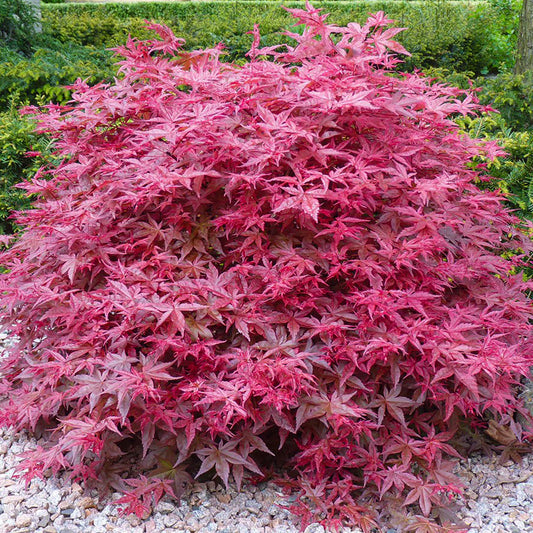 Acer 'Beni-Maiko'