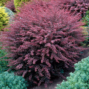 Berberis 'Rose Glow'