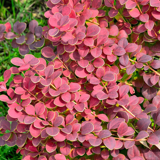 Berberis 'Coral'