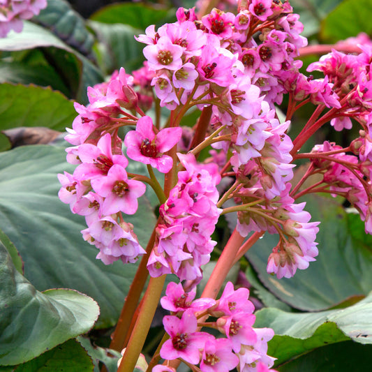 Bergenia 'Spring Fling'