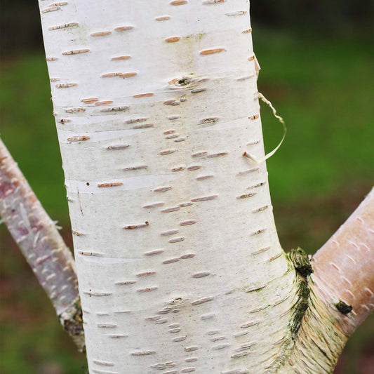 Betula 'Trinity College'