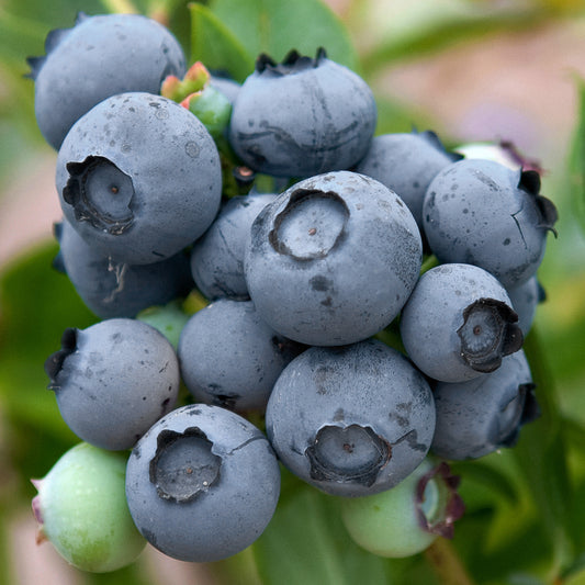 Blueberry 'Duke'