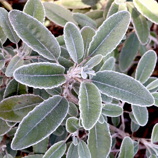 Brachyglottis 'Silver Waves'