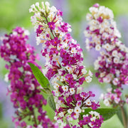 Buddleia 'Berries & Cream'