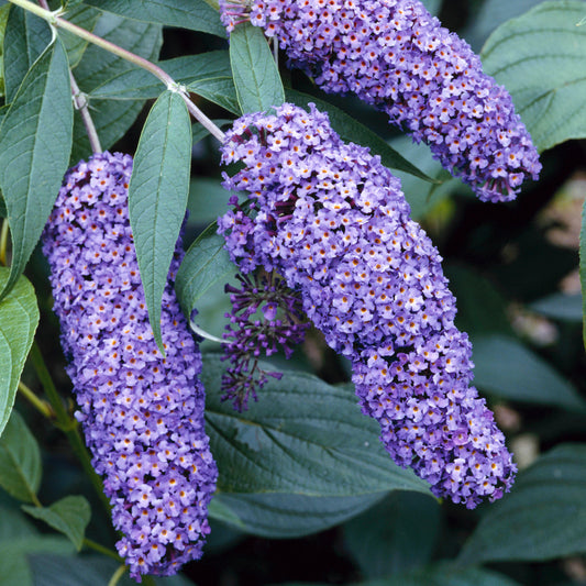 Buddleia 'Nanho Blue'