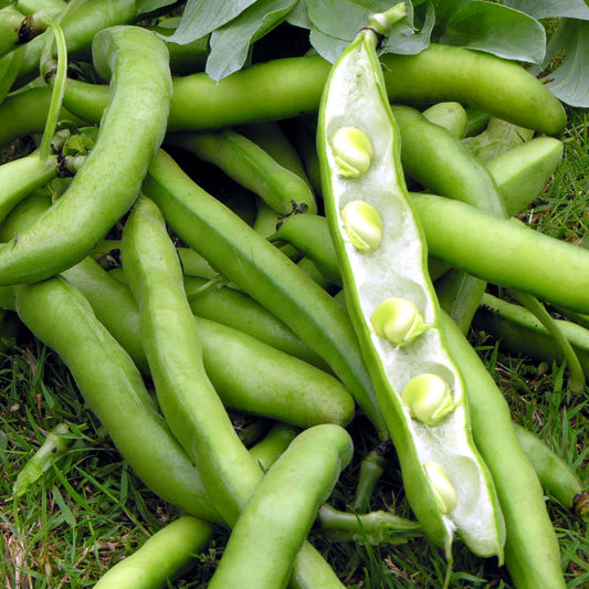 Broad Bean 'Bunyards Exhibition'