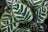 Close-up of Calathea makoyana (Peacock plant) leaves showing distinctive green and cream striped pattern. The oval-shaped leaves display a dramatic pinstripe variegation with dark green sections contrasting against light cream-colored stripes.