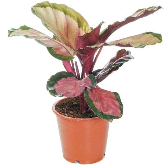 Calathea 'Rosy'