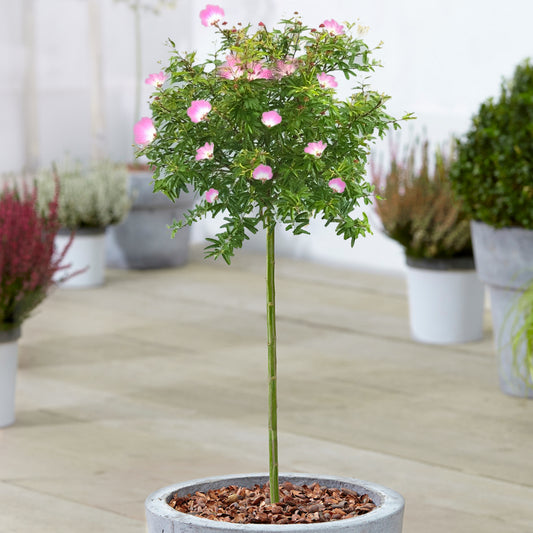 Calliandra 'Dixie Pink' Patio Tree