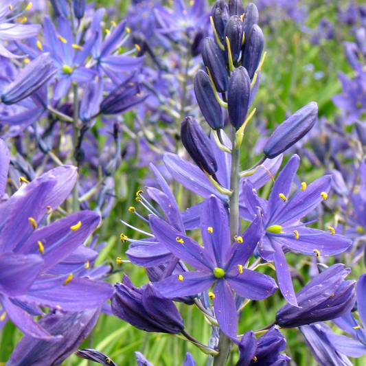 Camassia quamash