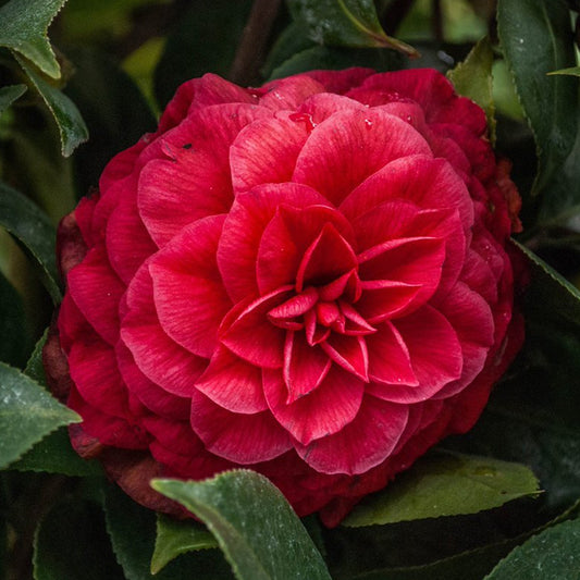 Camellia 'Princess Baciocchi'