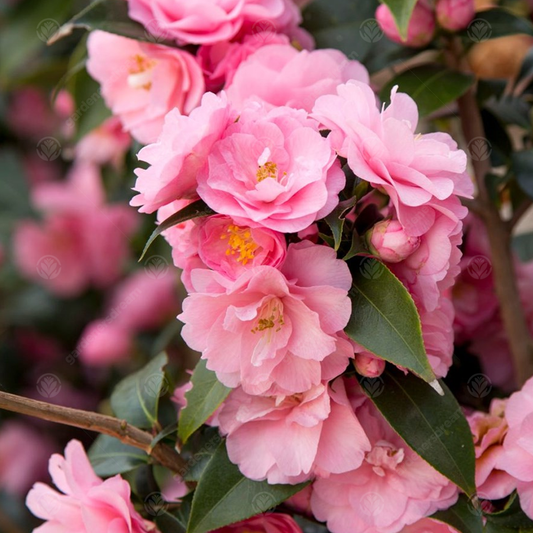 Camellia 'Spring Festival'