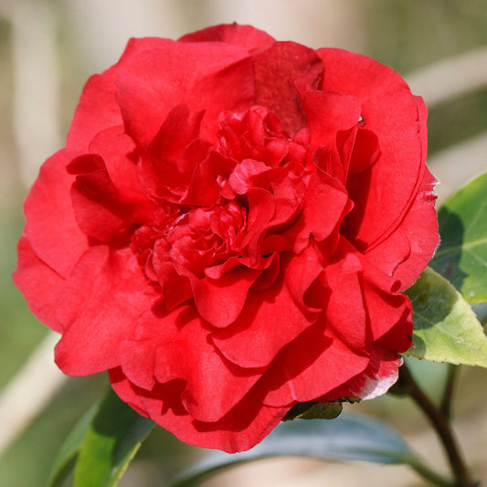 Camellia 'Ruby Wedding'