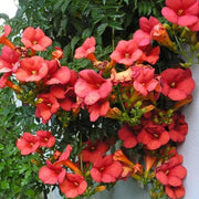 Campsis 'Madame Galen'