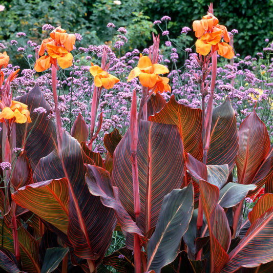 Canna 'Tropicanna'