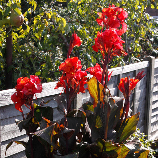 Canna 'Tropicanna Black'