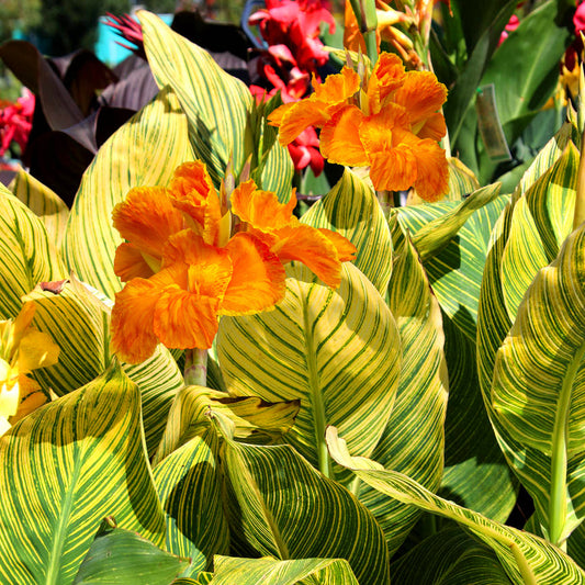 Canna 'Tropicanna Gold'