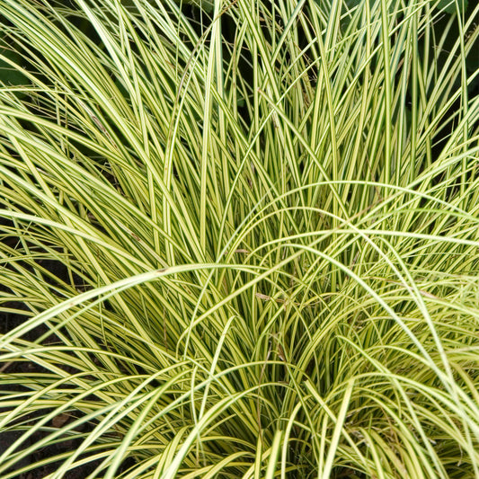 Carex 'Jenneke'