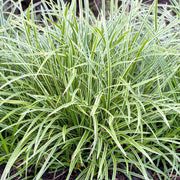 Carex 'Ice Dance'