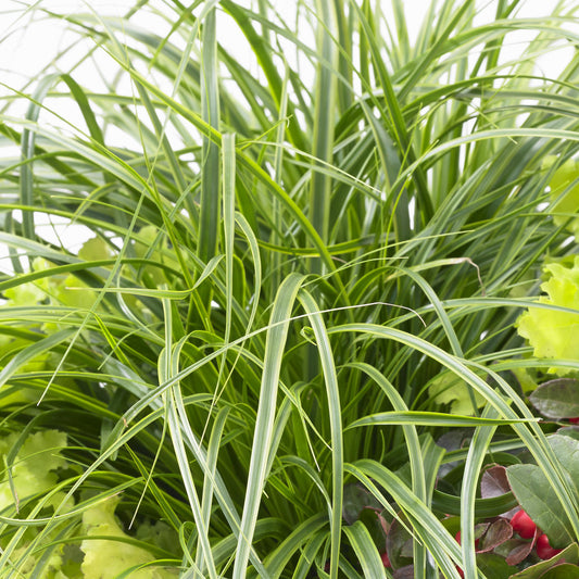 Carex 'Everlime'