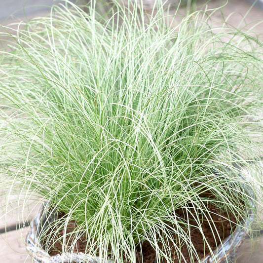 Carex 'Frosted Curls'