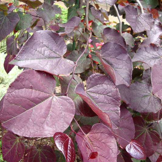 Cercis 'Ruby Falls'