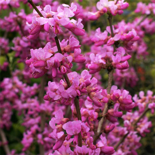 Cercis 'Avondale'