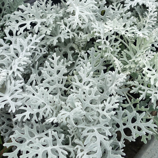 Cineraria Silver Dust Bedding Plants