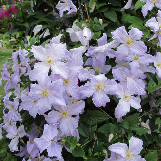 Clematis 'Blue Angel'