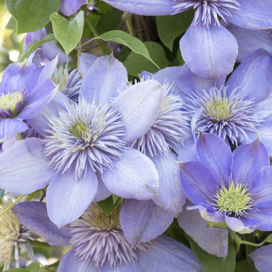 Clematis 'Blue Light'