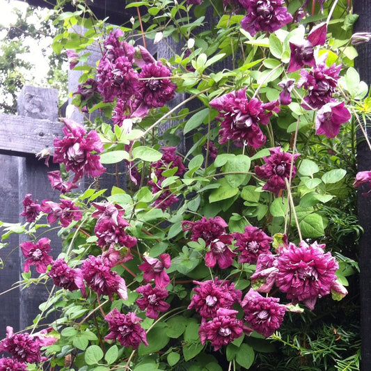 Clematis 'Plena Elegans'