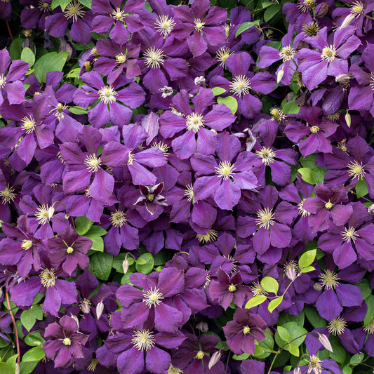 Clematis 'Jackmanii'