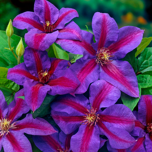 Clematis 'Mrs N. Thompson'