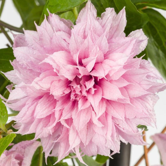 Clematis 'Multi Pink'